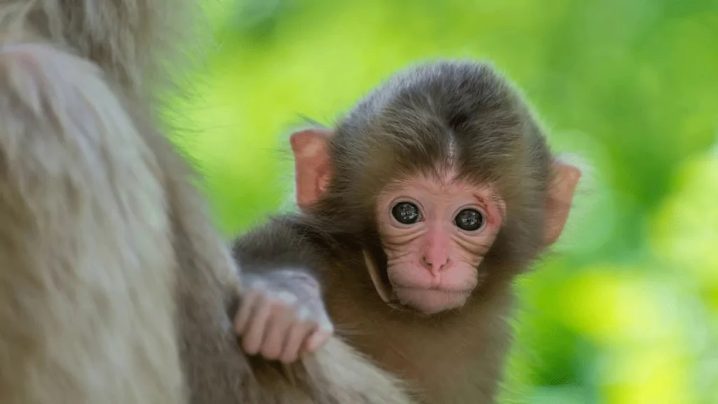 Mơ thấy khỉ là điềm báo gì