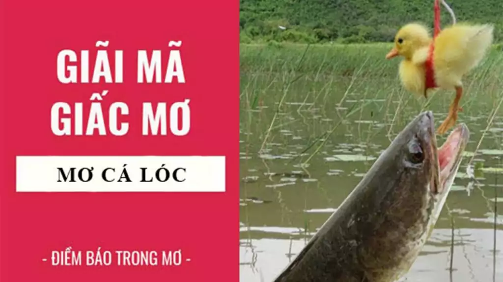 Mơ thấy cá lóc