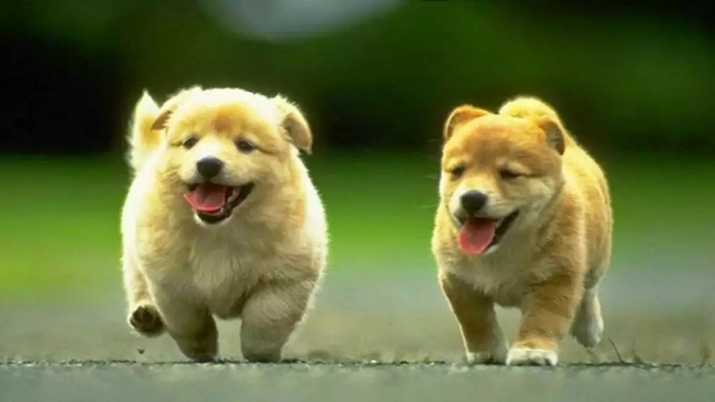 Mơ thấy chó đánh con gì?