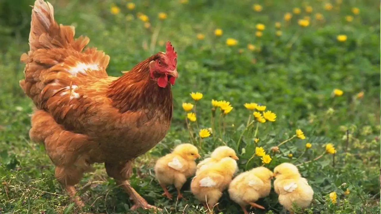 Mơ về gà mái đẻ trứng