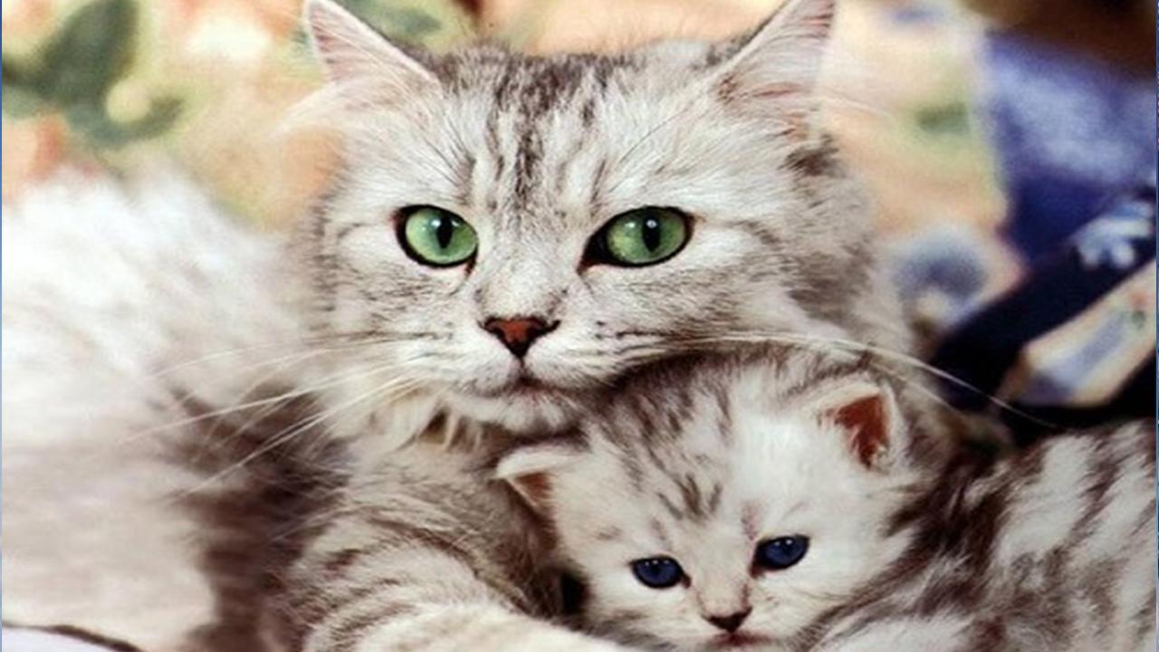 Mơ thấy mèo mẹ và mèo con