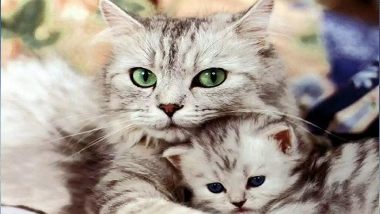 Mơ thấy mèo mẹ và mèo con