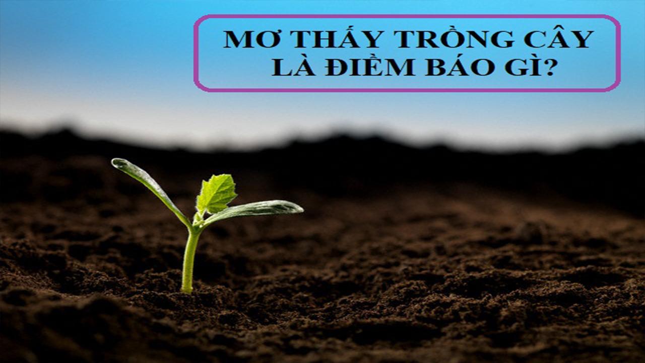 Mơ thấy mình trồng cây đánh con gì?