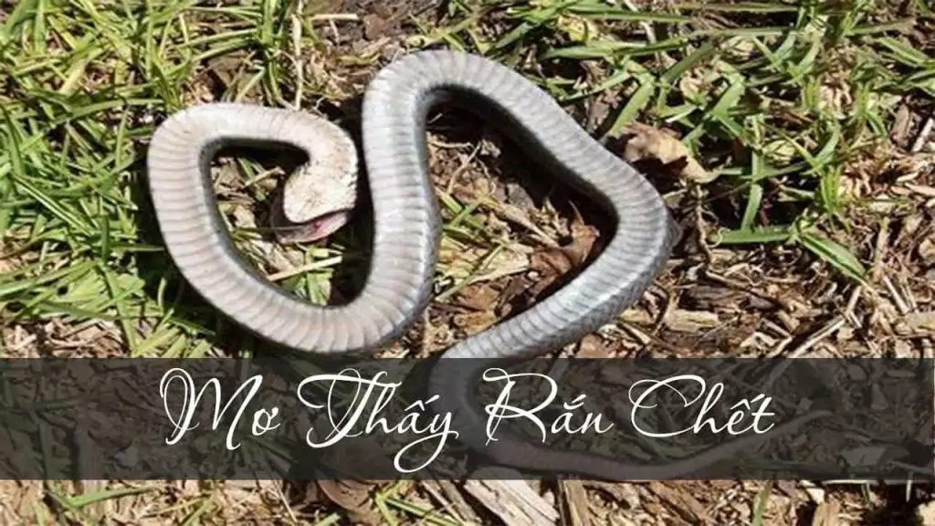 Nằm chiêm bao thấy rắn chết