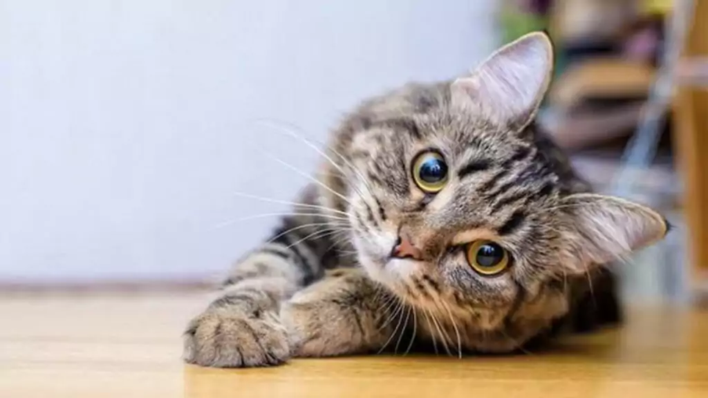 Mơ thấy mèo chết