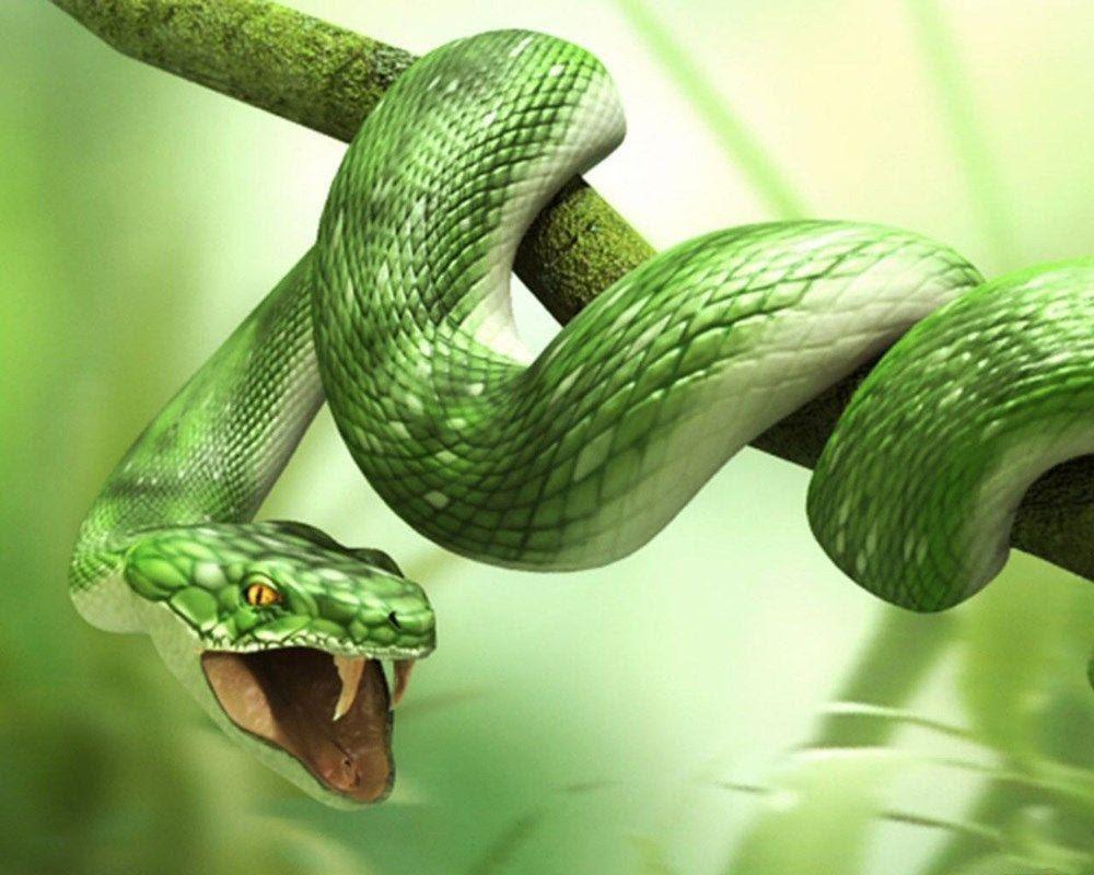 Nằm mơ thấy rắn là điềm gì?