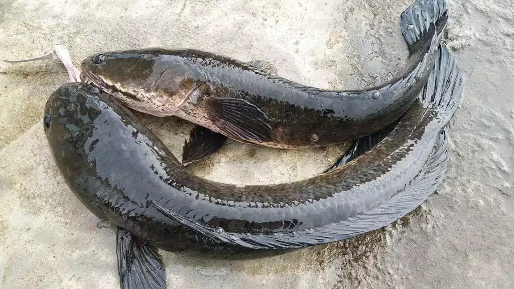 Nằm mơ thấy nhiều cá