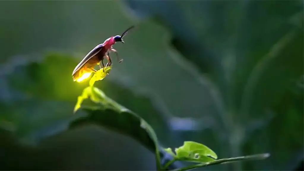 Lý giải về giấc mơ thấy sâu bọ báo hiệu điều gì